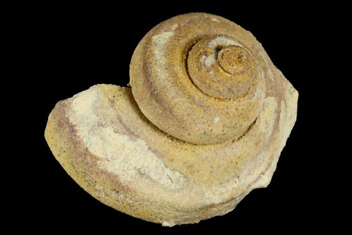 Ordovician Gastropod (Trochonema) Fossil - Wisconsin #174396
